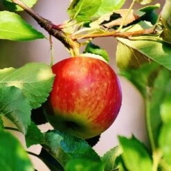 Best Apple Trees For Any Purpose | Growers' Choice -Greenzy Sales Store scrumptiousapple b3f96318 f1b6 418c 9d63 d2d1a806f6cb