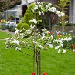 Scrumptious® Apple Tree -Greenzy Sales Store scrumptiousblossom