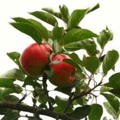 Scrumptious® Apple Tree -Greenzy Sales Store scrumptiousontree