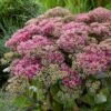 Sedum 'Class Act' 6 Sedum 'Class Act' -Greenzy Sales Store sedumCA 1 9f935fe5 7f7d 4cce 9672 f0555ac51255