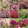 Ultimate Sedum Collection -Greenzy Sales Store sedumcollection 1 331e32bd 5c38 4275 8e66 079ad3776041