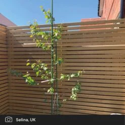 Silver Birch Tree | Betula Pendula -Greenzy Sales Store silver birch ugc