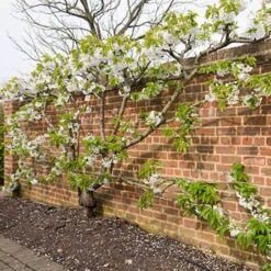 Sunburst Cherry Tree -Greenzy Sales Store sunburstfantrained