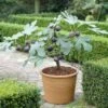 UK Hardy Fig Tree | 'Brown Turkey' -Greenzy Sales Store turnkey brown fig