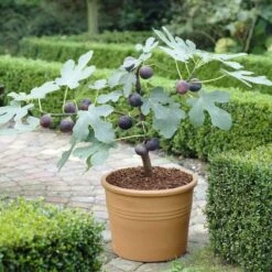The 3 Best Fruits To Grow In Pots | Nectarine, Fig & Blueberry -Greenzy Sales Store turnkey brown fig de6d1d23 89b0 44cf 8746 f13eb9b3e648