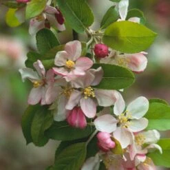 'Golden Hornet' Crabapple Tree -Greenzy Sales Store unnamed 2