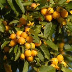 'Golden Hornet' Crabapple Tree -Greenzy Sales Store unnamed 3