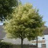 Variegated Norway Maple Tree | Acer Platanoides 'Drummondii' -Greenzy Sales Store vami08289