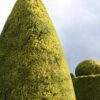Golden Leyland Cypress | Cupressocyparis Leylandii 'Castlewellan Gold' 6 Golden Leyland Cypress | Cupressocyparis Leylandii 'Castlewellan Gold' -Greenzy Sales Store vami10133