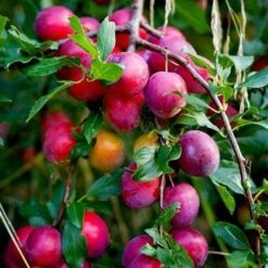Award Winning Patio Fruit Tree Collection | Cherry, Pear & Plum | Growers' Choice -Greenzy Sales Store victoria plum tree 2