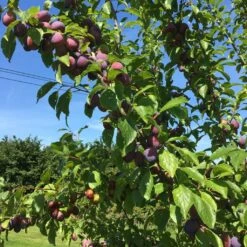 Victoria Plum Tree -Greenzy Sales Store victoriaplumbranch