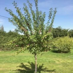 Victoria Plum Tree -Greenzy Sales Store victoriaplumyoungtree 1