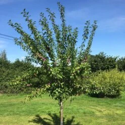 3 Super Easy To Grow Fruit Trees | Apple, Fig & Plum -Greenzy Sales Store victoriaplumyoungtree 374b3197 2b25 4629 951c 4dbfc0e4e568