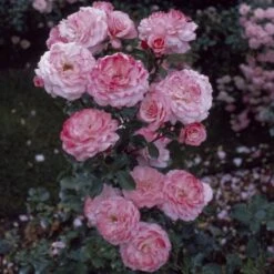 'Sexy Rexy' Floribunda Rose -Greenzy Sales Store vima05159 sexy rexy