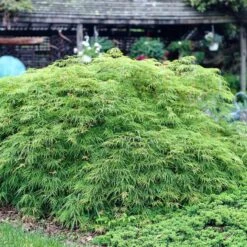 Green Weeping Japanese Maple Tree | Acer Palmatum 'Dissectum Viride' -Greenzy Sales Store viride 3