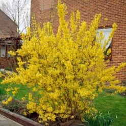 Golden Bells | Forsythia Intermedia 'Spectabilis' -Greenzy Sales Store visi01936 f12b9584 a592 437f a269 0509ce1897c0