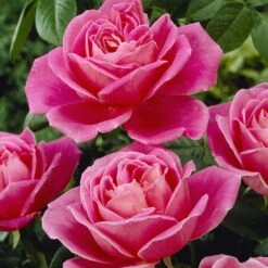 'My Darling' Hybrid Tea Rose
