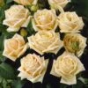 'Diamond Jubilee' Hybrid Tea Rose 4 'Diamond Jubilee' Hybrid Tea Rose -Greenzy Sales Store visi05304 diamond jubilee