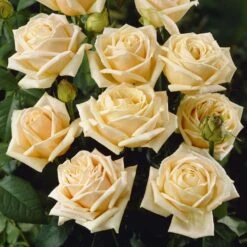 'Diamond Jubilee' Hybrid Tea Rose