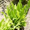 Narrow Buckler Fern | Phyllitis Angustifolia -Greenzy Sales Store visi101728