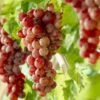 'Crimson Seedless' Grape Vine -Greenzy Sales Store visi10335 page