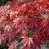 Red Japanese Maple Tree | Acer Palmatum 'Red Emperor' -Greenzy Sales Store visi108671