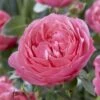 'Flora Colonia' Shrub Rose -Greenzy Sales Store visi116236 flora colonia