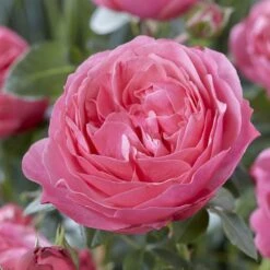Shrub Rose Collection | Roses For The Border -Greenzy Sales Store visi116236 flora colonia 1087da04 85f5 4cfd b3a0 dff6f6c75c2f