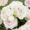 'Herkules' Shrub Rose -Greenzy Sales Store visi116429 herkules