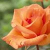 'Scent From Heaven' Climbing Rose 15 'Scent From Heaven' Climbing Rose -Greenzy Sales Store visi116444 scent from heaven