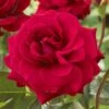 'Lucky Stars' Patio Shrub Rose -Greenzy Sales Store visi116453 lucky stars