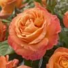 'Phoenix' Floribunda Rose 10 'Phoenix' Floribunda Rose -Greenzy Sales Store visi116536 phoenix