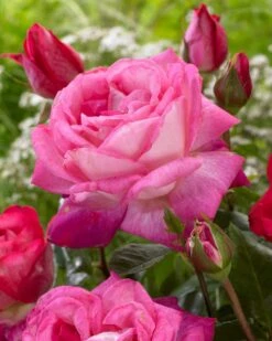 'Patio Hit Dafne' Patio Shrub Rose -Greenzy Sales Store visi116548 dafne