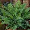 Black Wood Fern | Dryopteris Atrata -Greenzy Sales Store visi12627