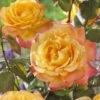 'Bright Smiles' Floribunda Rose 6 'Bright Smiles' Floribunda Rose -Greenzy Sales Store visi129383 bright smiles