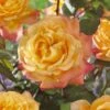 'Caribbean Dawn' Patio Shrub Rose -Greenzy Sales Store visi129384 carribean dawn