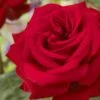 'Joyful Birthday' Hybrid Tea Rose -Greenzy Sales Store visi129388 joyful birthday