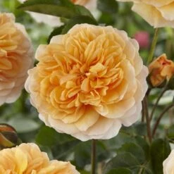 'Duchess Of Cornwall' Hybrid Tea Rose -Greenzy Sales Store visi129478 duchess