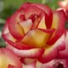 'Firebird' Floribunda Rose 7 'Firebird' Floribunda Rose -Greenzy Sales Store visi129505 firebird