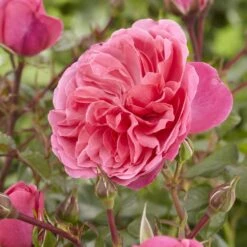 'Pure Poetry' Hybrid Tea Rose -Greenzy Sales Store visi130078 pure poetry