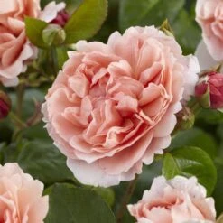 'Rachel' Hybrid Tea Rose -Greenzy Sales Store visi130114 rachel