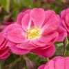 'A Rose For Heather' Climbing Rose -Greenzy Sales Store visi130126 heather
