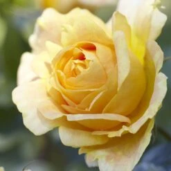 'Global Beauty (Candlelight)' Hybrid Tea Rose -Greenzy Sales Store visi130248 candlelight