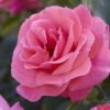 'Valentine Heart' Floribunda Rose -Greenzy Sales Store visi130304 valentine heart