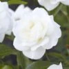'Alaska' Climbing Rose -Greenzy Sales Store visi130339 alaska
