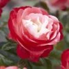 'Nostalgia' Hybrid Tea Rose 8 'Nostalgia' Hybrid Tea Rose -Greenzy Sales Store visi130699 notalgia