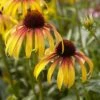 Echinacea 'Parrot' -Greenzy Sales Store visi131394 parrot 335cfc9d 39b4 4e69 ab4b d2ee09212852