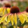 Echinacea 'SunSeekers Tequila Sunrise' -Greenzy Sales Store visi131395 sunrise ec684024 c498 49cf bb02 d1bc5c452264