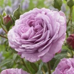 'Lavender Ice' Patio Shrub Rose -Greenzy Sales Store visi150187 lavender ice