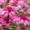 Echinacea 'SunSeekers Sweet Fuchsia' -Greenzy Sales Store visi150944 fuchsia 993c5407 9924 4b79 b3fe 0f99897b6e9c
